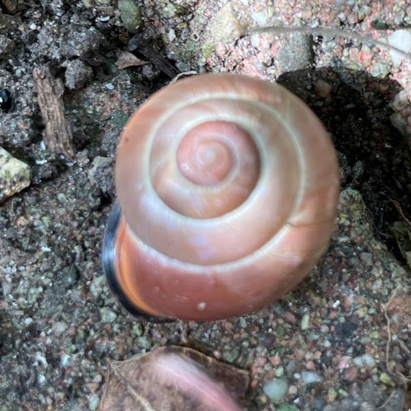 Gewone tuinslak (Cepaea nemoralis)